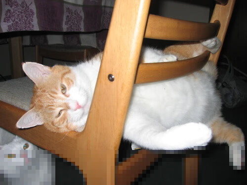 米兰体育入口-突尼斯希望中锋错失关键机会，许昌联想售后服务电话号码