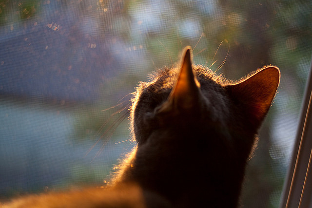 ac米兰足球队-职业俱乐部忽视足球以外综合素质培养,职业足球俱乐部管理